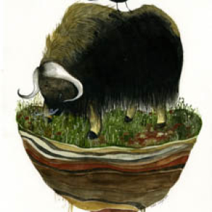 Island Biogeography (musk ox) original painting by Diana Sudyka