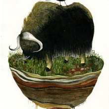 Island Biogeography (musk ox) print by Diana Sudyka