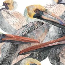 Brown Pelicans print by Michelle Morin
