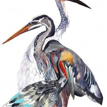 Pelican, Heron, and Crane print by Michelle Morin