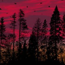 Big birds flying across the sky print by Dan McCarthy