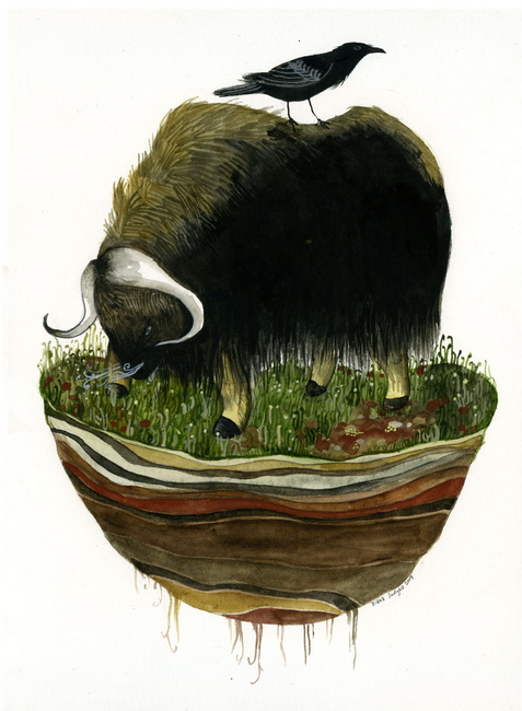 Island Biogeography (musk ox) by Diana Sudyka