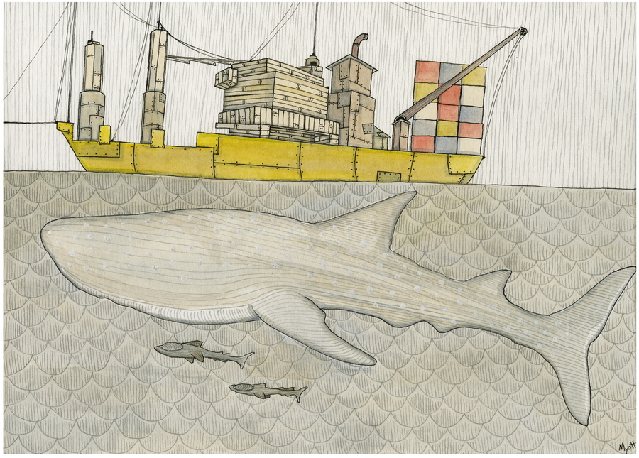 Whale Shark by Christopher Myott